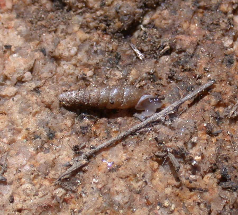 Cocholodina kuesteri